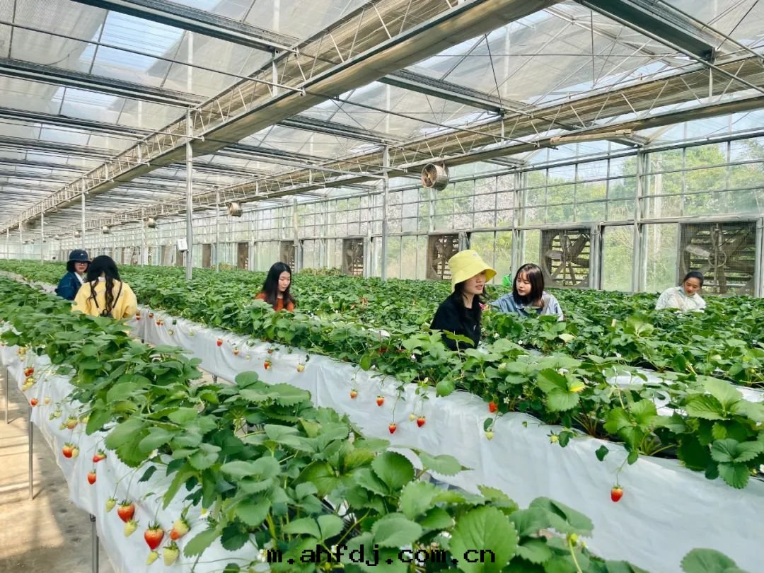 【婦女节(jié)】走(zǒu)進(jìn)自(zì)然，遇見(jiàn)“莓”好(hǎo)